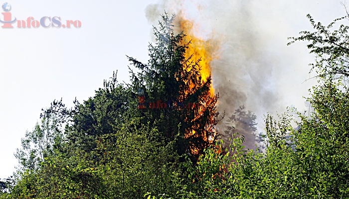 EXCLUSIV VIDEO FOTOGALERIE  Foc devastator în pădurea de molid de la Moniom