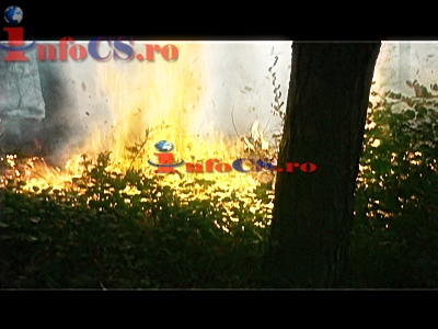 VIDEO Incendiu de pădurea la Câlnic în marginea Reșiței