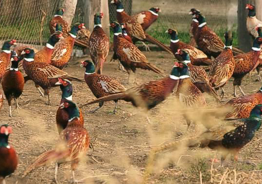 VIDEO Bucurie pentru vânători: fazani la Caransebeș