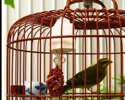 Ia amploare comertul cu păsări din speciile autohtone protejate