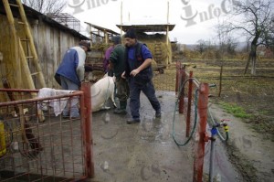 Valeapai 2011 (8)