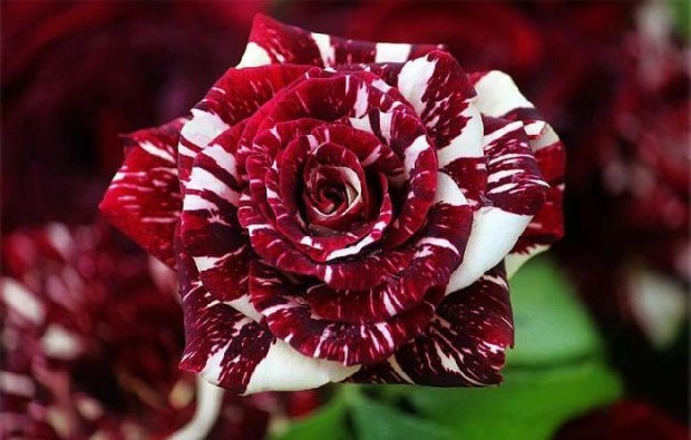 Trandafirul OSIRIA, o MINUNE a NATURII! Vezi FOTO