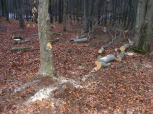 Furt lemn (1)