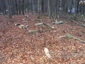 Furt lemn (2)