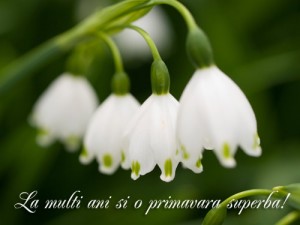 8martie36