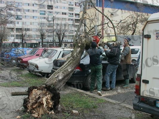 EXCLUSIV VIDEO Patru dintr-o ,,căzătură” – autoturisme avariate de un copac prăbuşit în Govândari