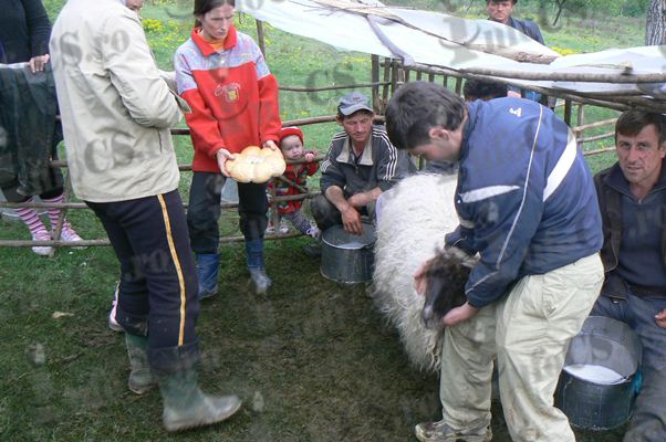 VIDEO FOTO Răscucăitul oilor de Sfântul Gheorghe la Goruia