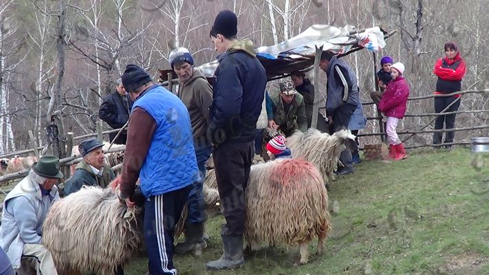 VIDEO Roata istoriei se învârteşte şi măsuratul oilor nu piere la Târnova în Caraş Severin