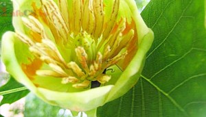 Tulipanul (8)