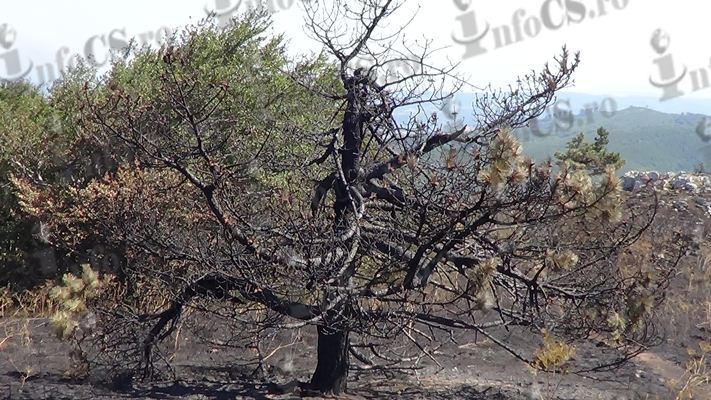 EXCLUSIV Dezastru în Domogled, arde pinul negru de Banat din Parcul Național Domogled VIDEO