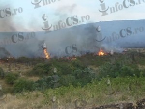 Foc Binis (1)