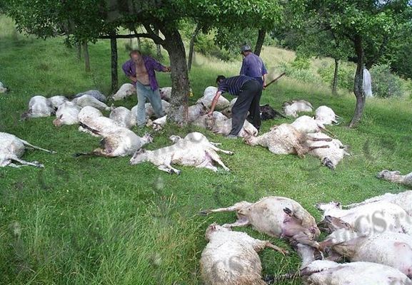 EXCLUSIV Nenorocire în Munții Țarcu, turmă de 270 de oi trăsnite în timpul furtunii