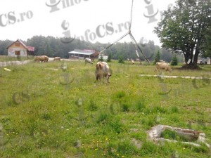 Semenic vaci (3)