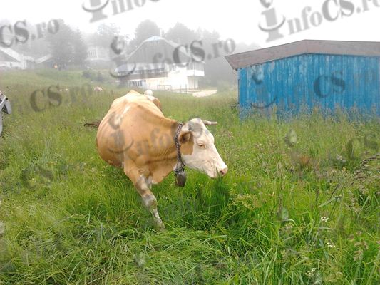 Stațiunea Semenic – plină de vaci fiindcă turismul românesc a fost tratat ca un grajd VIDEO