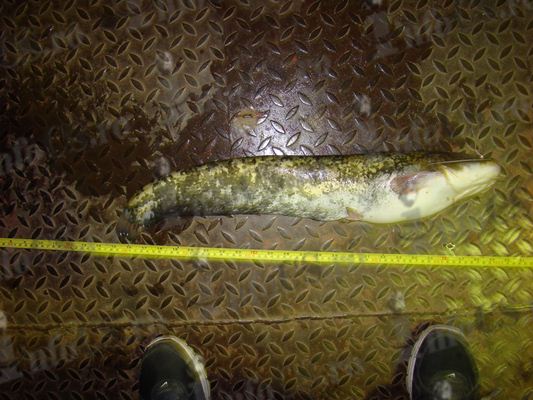 Au pohtit la pește românesc,doi sârbi au trecut ilegal frontiera pentru a bracona