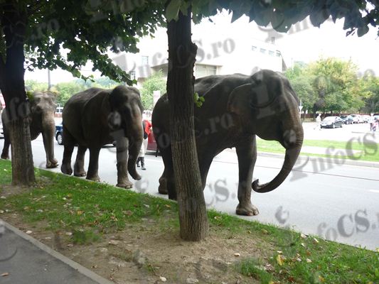 Trafic greu la Reșița  4 elefanți au mărșăluit prin oraș în admiraţia reşiţenilor VIDEO