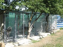 Padoc pentru 300 de câini vagabonzi la Herculane, ce-a de-a patra actiune de sterilizare a câinilor şi pisicilor