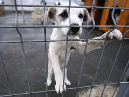 De la suflet până la suflet: Târg de adopții canine la Reșița