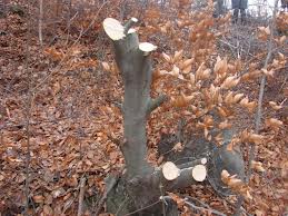VIDEO Se apropie iarna- se înmulțesc infracţiunile de tăiere ilegală de arbori