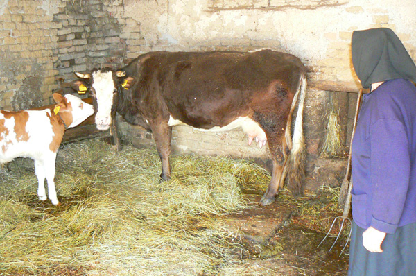 De astăzi, în România este ilegal să mai bei lapte de vacă de la sat, laptele ,,de la țăran” intră în ilegalitate