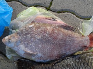 Peste congelat (2)
