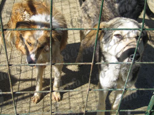 VIDEO La Reșița, Eutanasierea, ultima soluție și în condiții speciale, dar mai bine adoptă un câine, salvează-l!