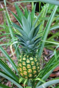 ananas la ghiveci