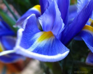 floare-iris-poze-flori_1280x1024