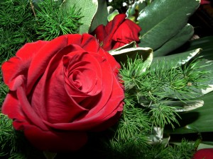 floaretrandafir