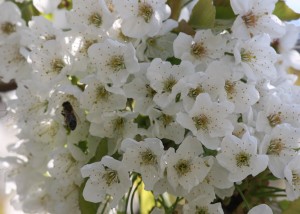 flori cires