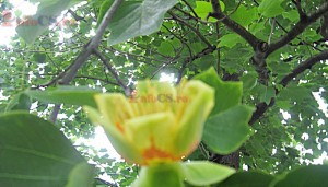 Arborele cu lalele 006
