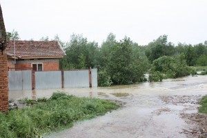 Zlatita (14)