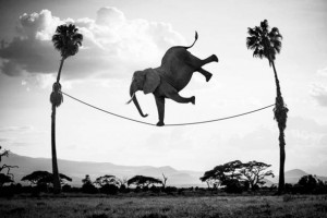 elefant sarma