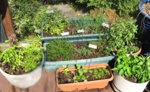 plante_medicinale