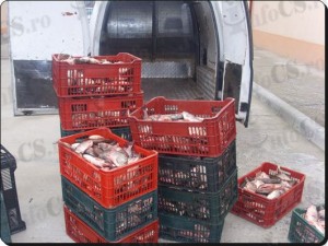 Peste contrabanda (3)