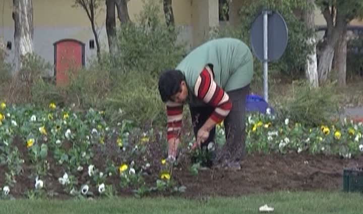 VIDEO Primăria Reșița plantează peste 120.000 de flori  în oraș