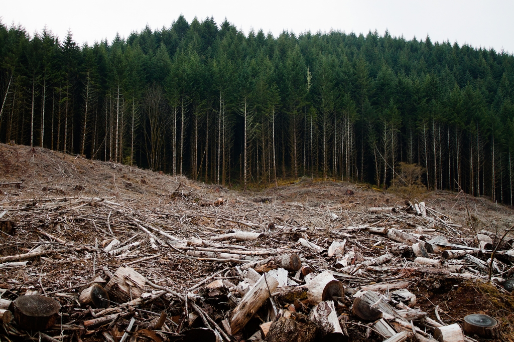 Pădurile din Caraș Severin jefuite ,,ca-n codru” și în 2014