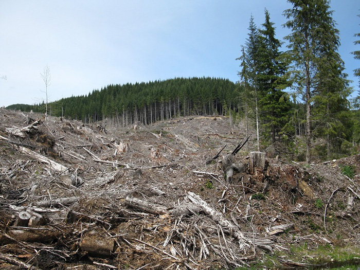 Companiile austriece măcelăresc pădurile româneşti, poliţia arestează doar ţărani cu o căruţă de lemne