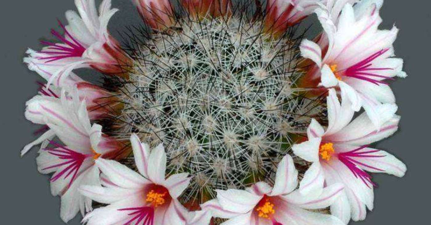 VIDEO Rondelul forilor de cactus