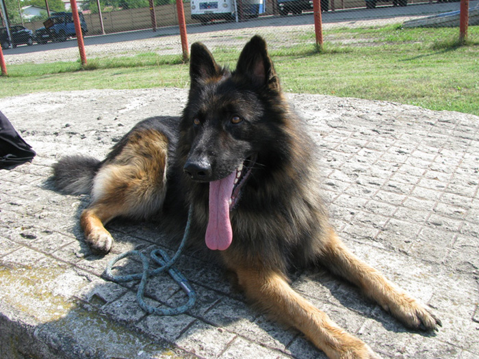 Un hoț din Caransebeș a fost prins de câinele-poliţist