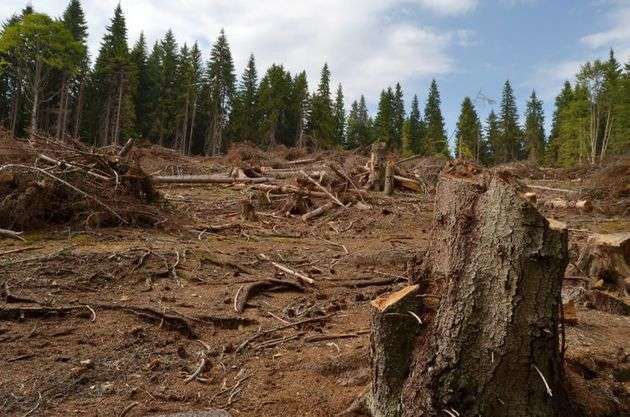 Cum poate fi oprită masacrarea pădurilor – soluţiile societăţii civile