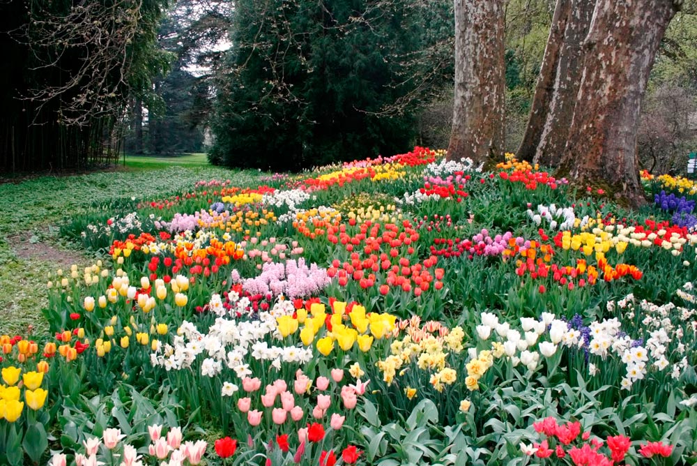 Primarul orașului Bocșa – toate florile din lume vă urează La mulţi ani!