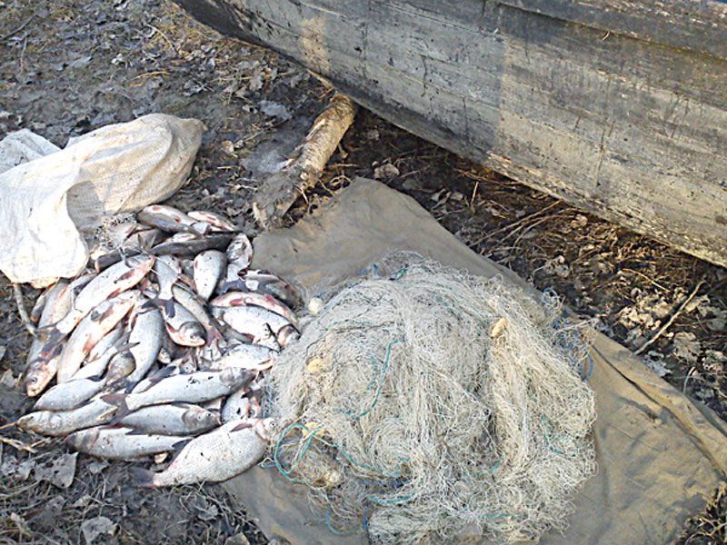 Rețea de contrabandă cu pește ,,stricată” de polițiști