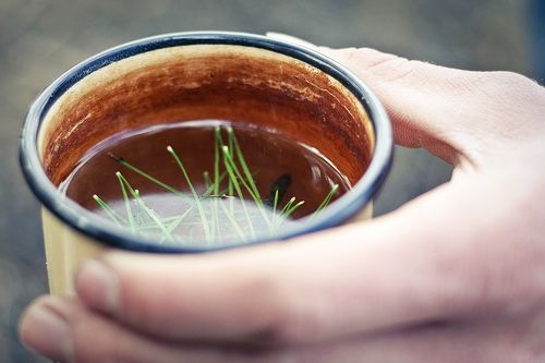 Care sunt considerentele de siguranță în prepararea ceaiului din ace de pin?