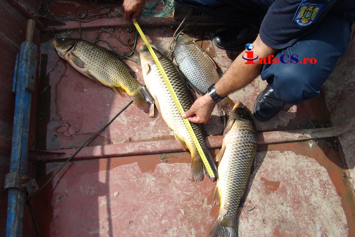 Peşte în valoare de 770 de lei confiscat de poliţiştii de frontieră