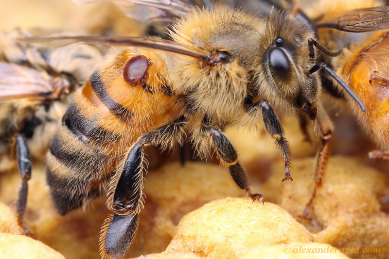 VIDEO Apicultori, mare atentie ! Varroa, un pericol pentru familiile de albine
