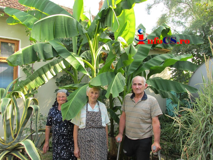 VIDEO La Doclin, bananierii sunt cât casele – Recoltă promițătoare de banane