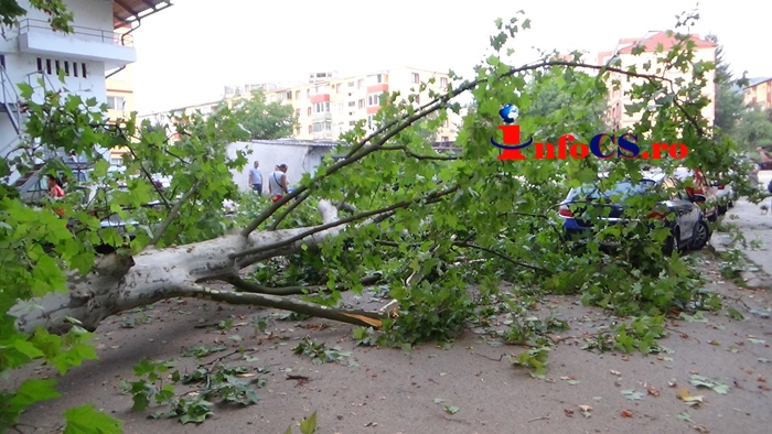 VIDEO Un copac imens s-a prăbușit azi din senin peste o parcare din Reșița
