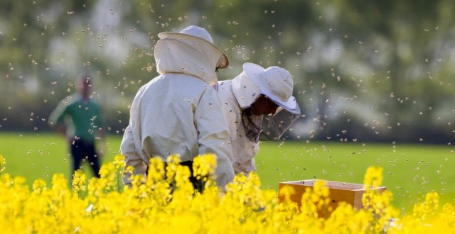 Judetele din sudul tarii se confrunta cu depopulari masive la familiile de albine