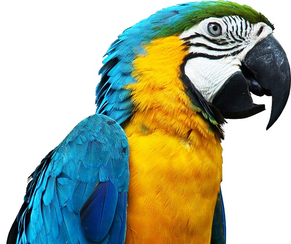 VIDEO Acest papagal, stie exact ce vrea